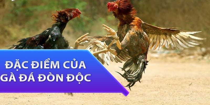 Hướng dẫn lựa chọn gà đòn chọi để luôn giành chiến thắng